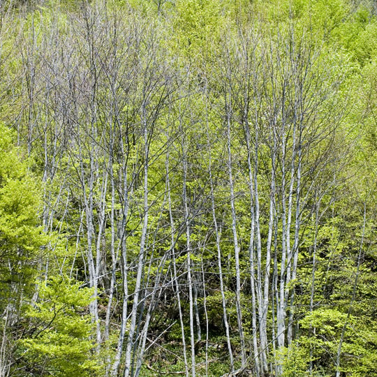 C A2-DSC_4284 arbre printemps