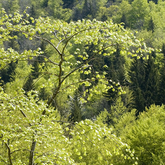 C A6-DSC_4243(2) arbre printemps