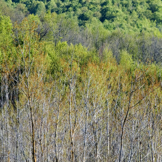 C A9-DSC_4094 arbre printemps