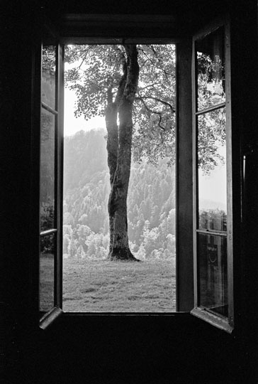 arbre fenetre1