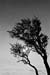 arbre contre jour -1